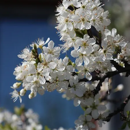 In Con Vista Monviso Διαμέρισμα Piossasco